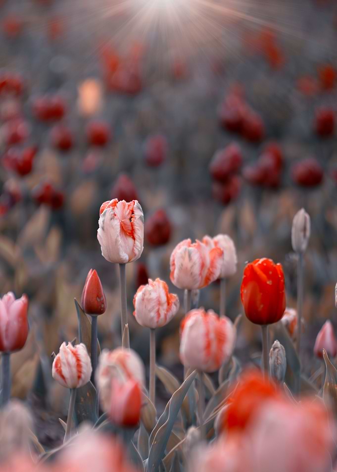White and red tulips