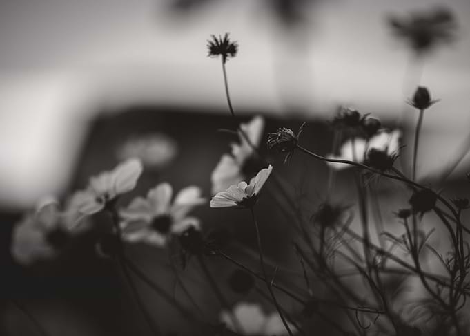 Sad flowers