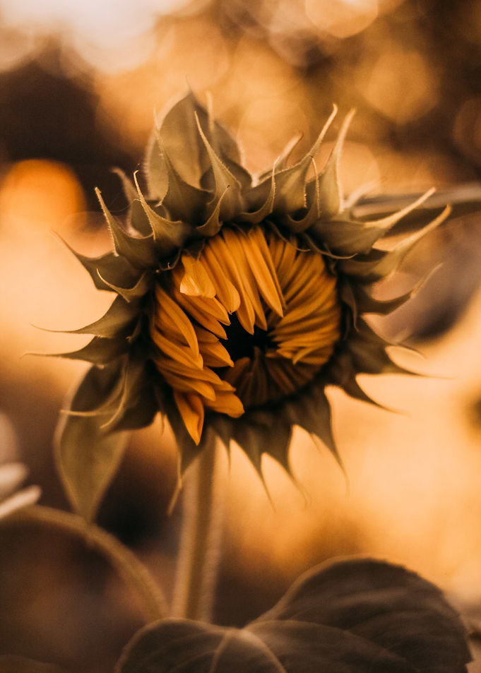 Fading Sunflower