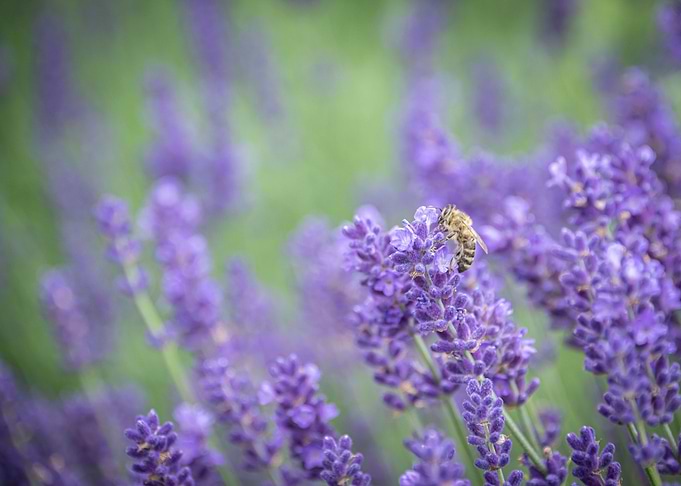 Lavender and Bee