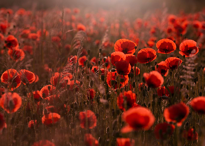 Red Poppy
