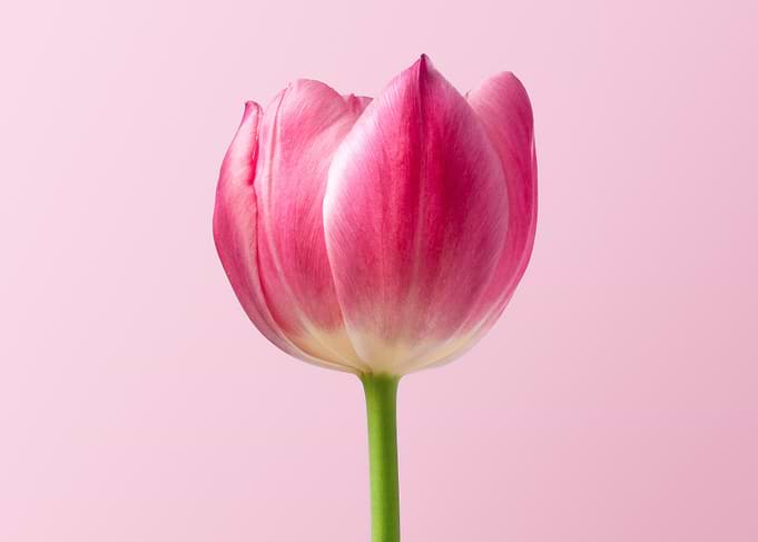 Tulips Are Best