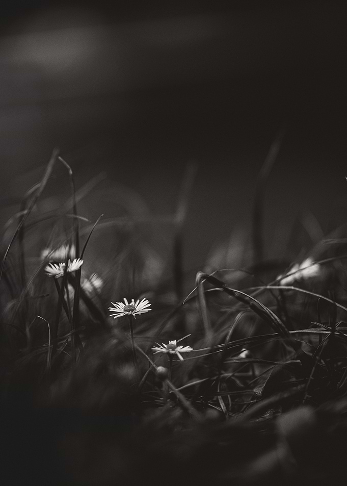 Sad Daisies