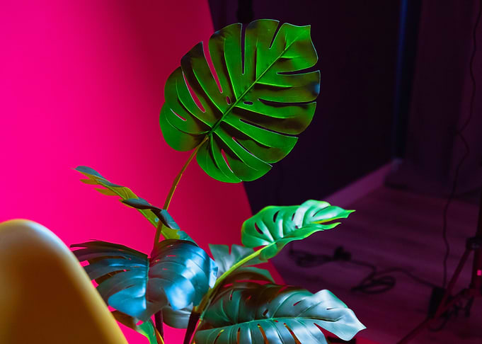 Monstera