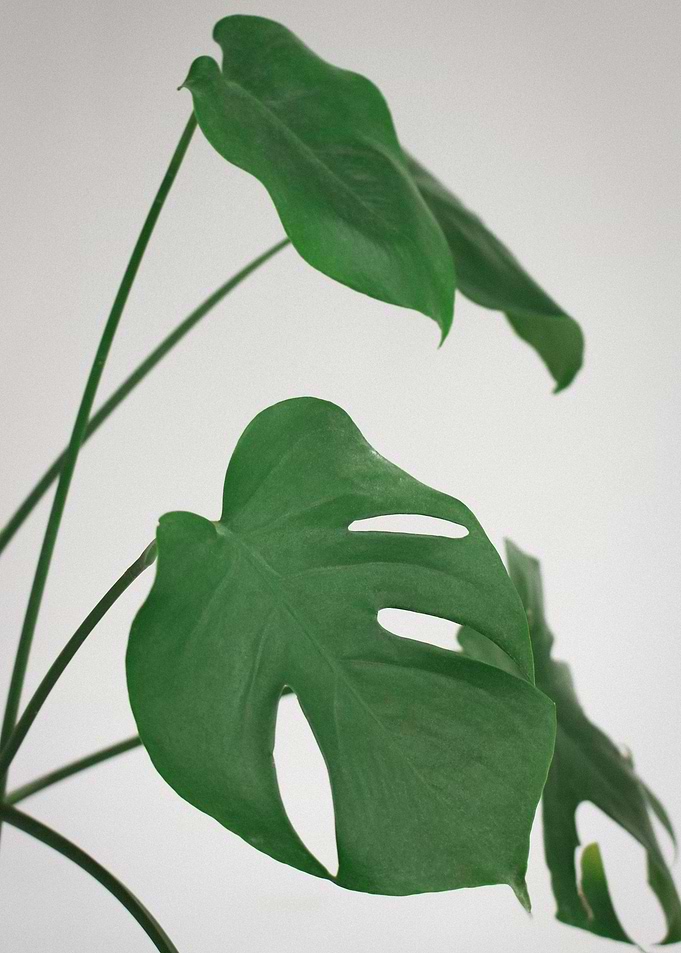 Monstera