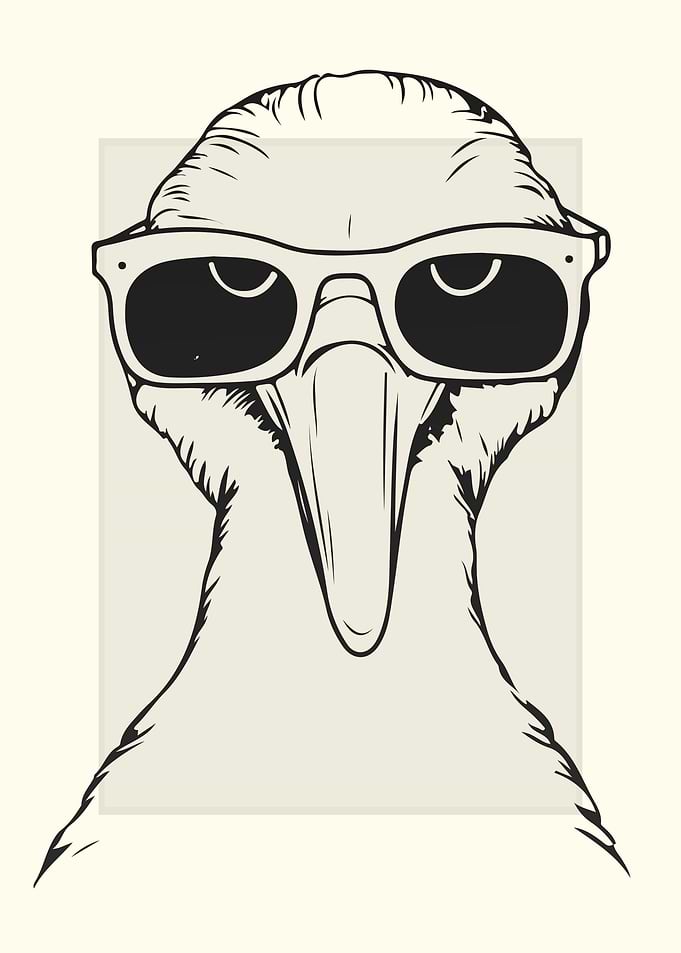 Booby Illustration