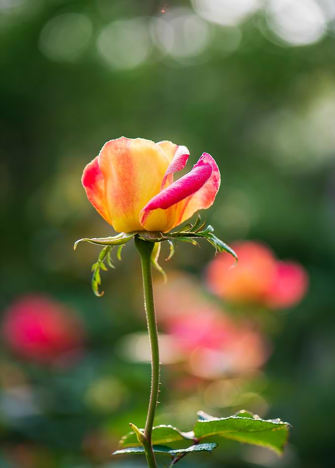 Ravishing rose