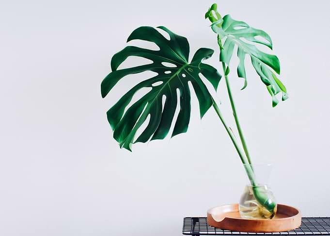 Monstera