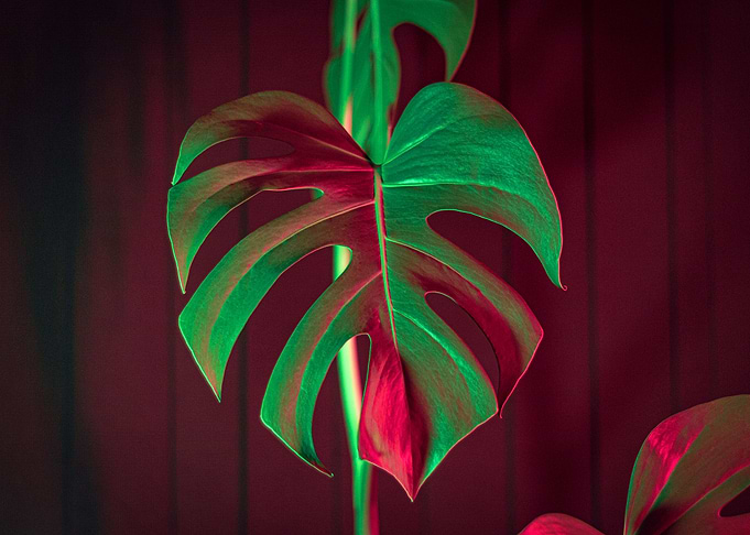 Monstera