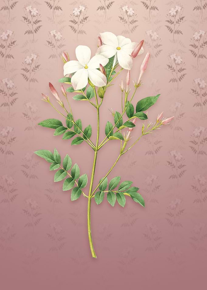 Vintage Spanish Jasmine