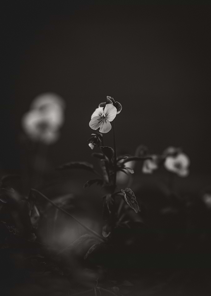 Sad Pansy