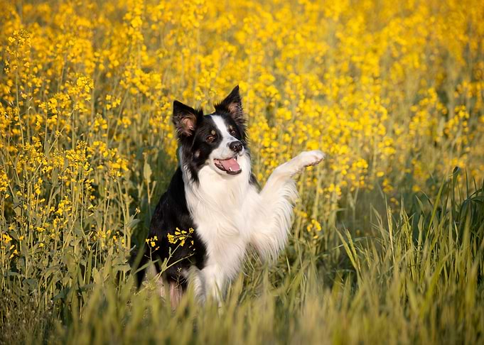 Border Collie and flowers