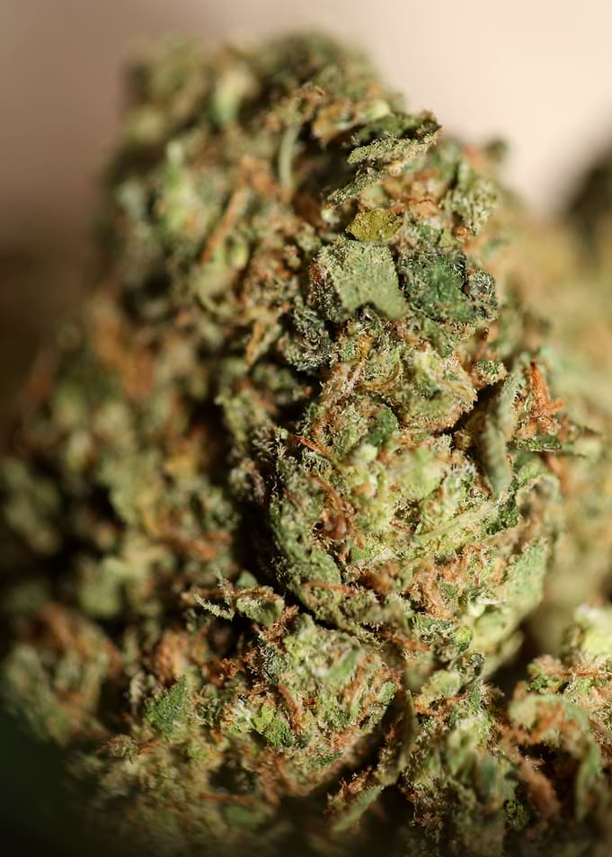 Cannabis buds close up