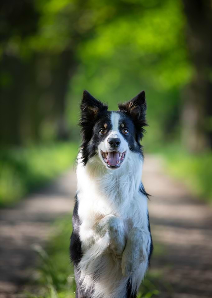 Border collie in forest