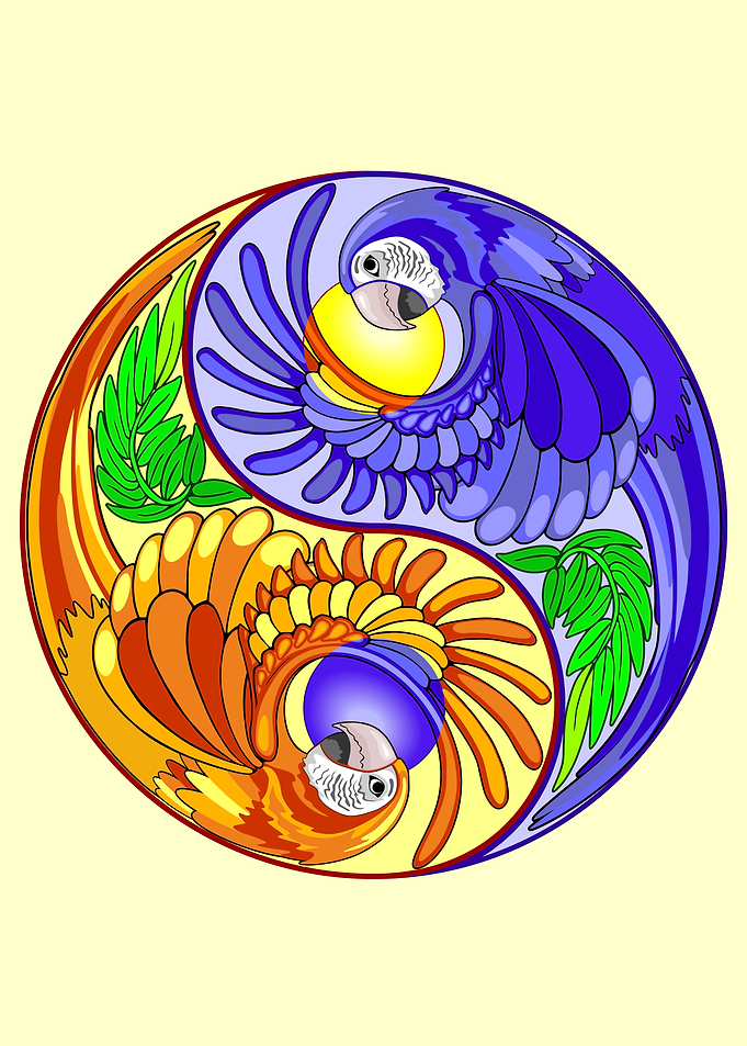 Yin Yang Macaw Parrots