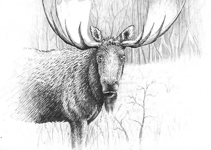 Curious Moose