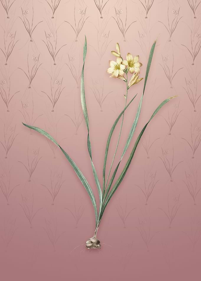 Vintage Gladiolus Lineatus