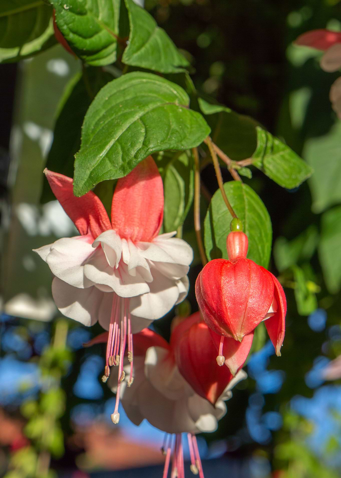 Red and white bell flowers