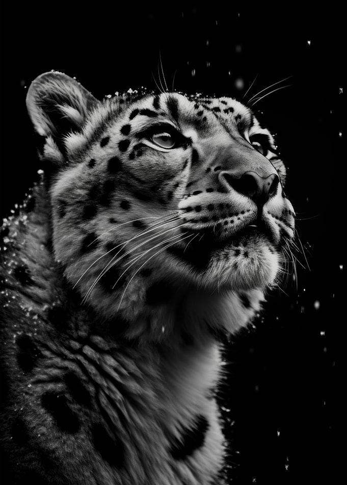 Snow Leopard in Snow