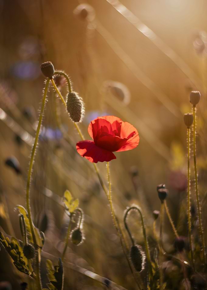 Red field poppies, macro
