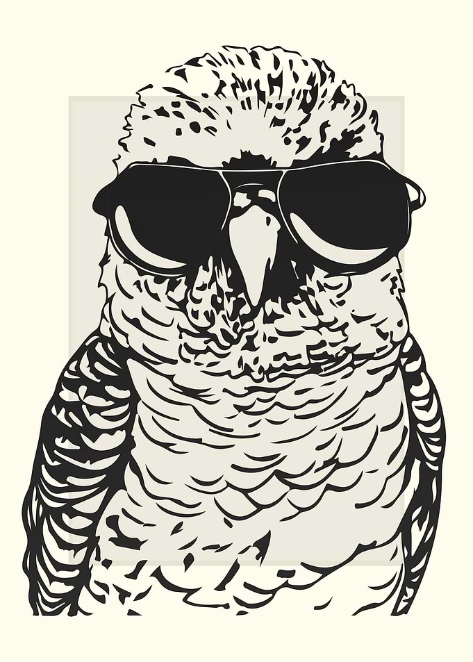Budgie Illustration