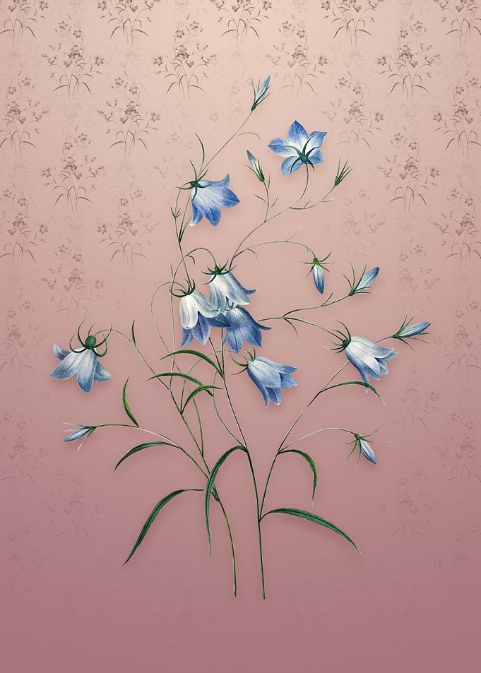 Campanule Clochette