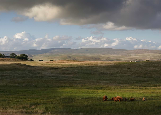 Highland cows in Brecon