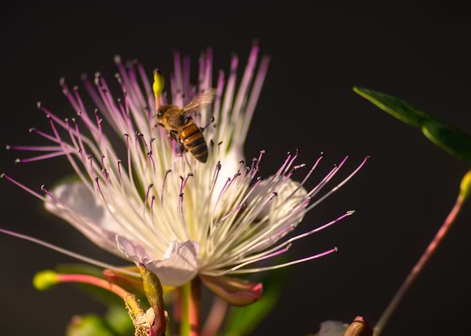 Bee on a wild flower