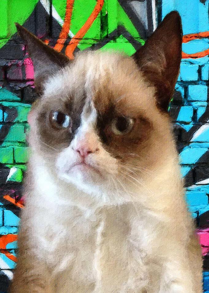 Cat meme