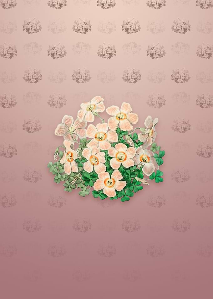 Piottas Oxalis Flower