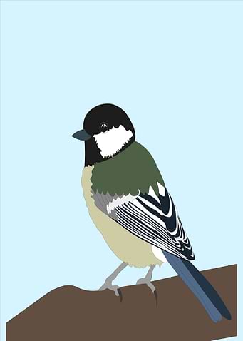gray rock sparrow