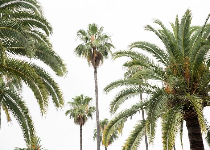 Palm Trees Beauty 2 trop