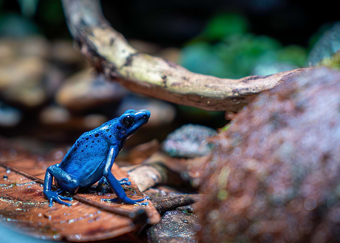 Blue poison dart frog