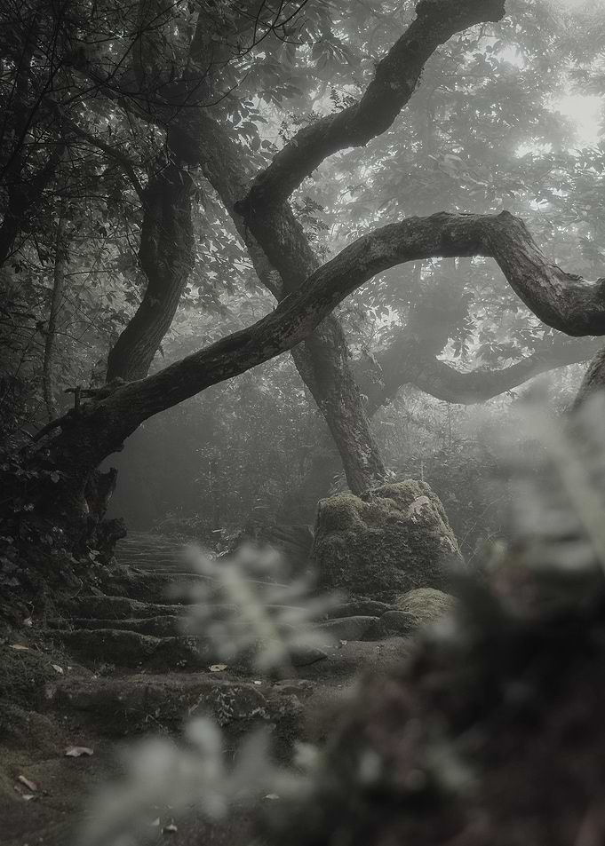 FOREST