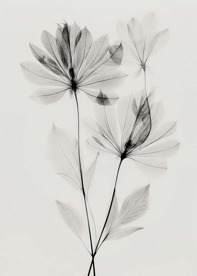 Transparent Botanic No 4