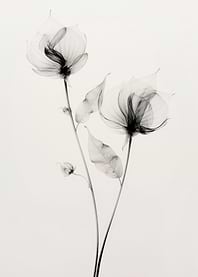 Transparent Botanic No 7