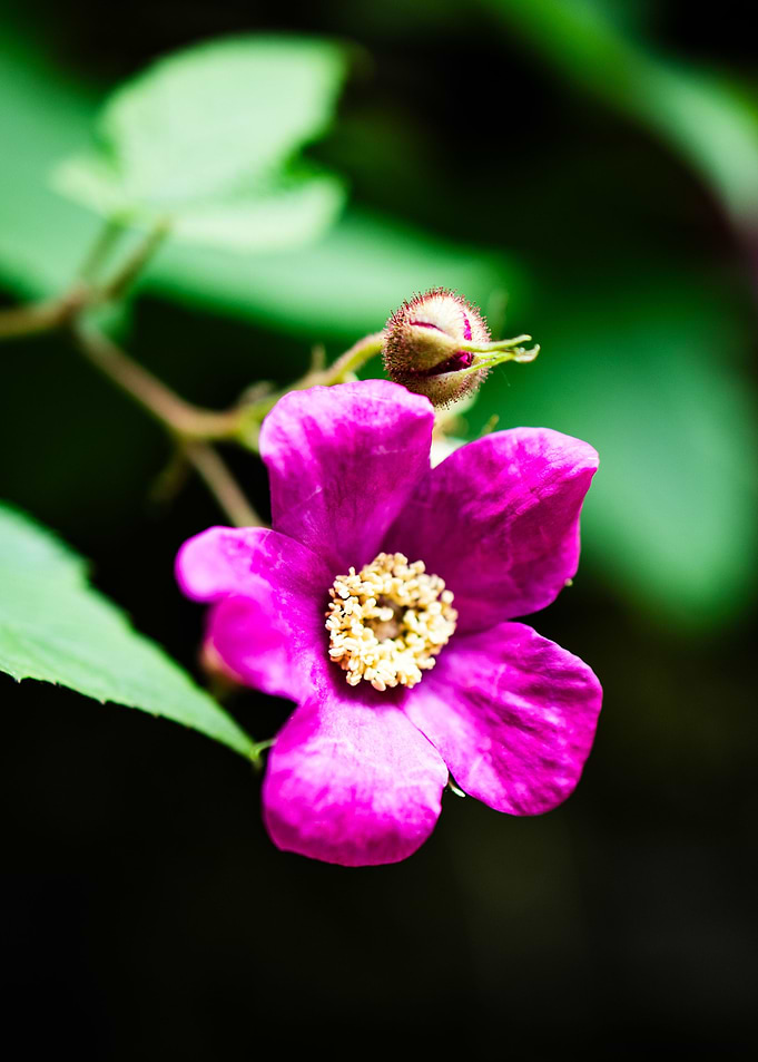 Pretty in Pink