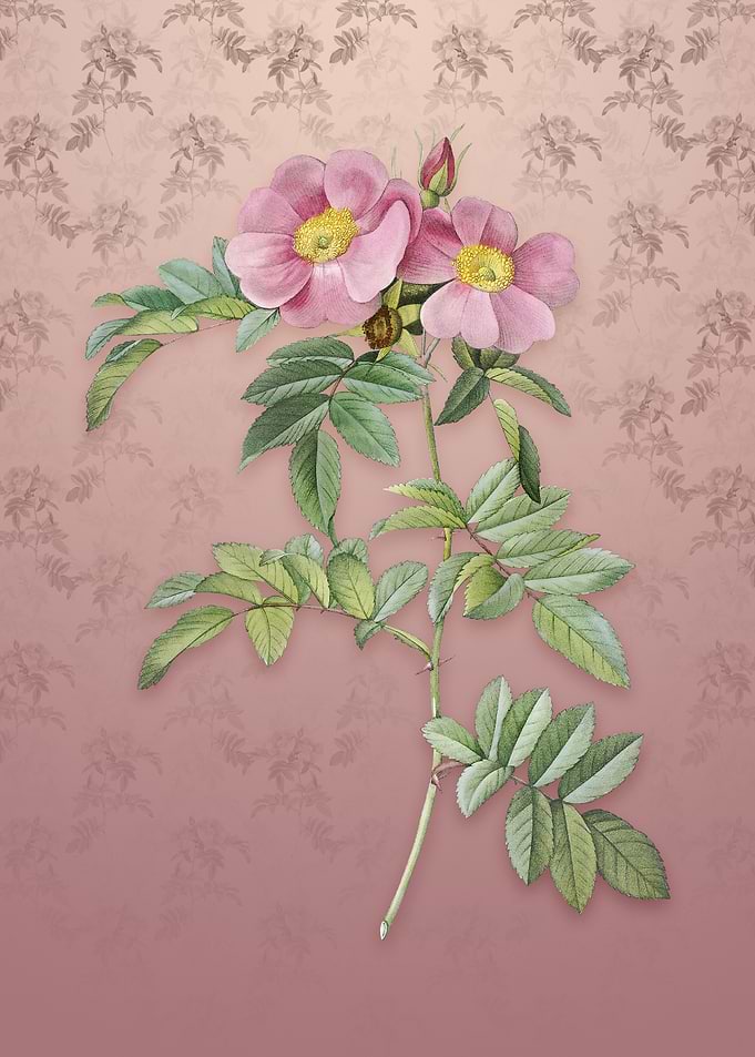 Shining Rosa Lucida