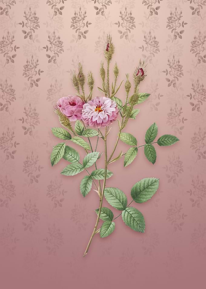Vintage Mossy Pompon Rose