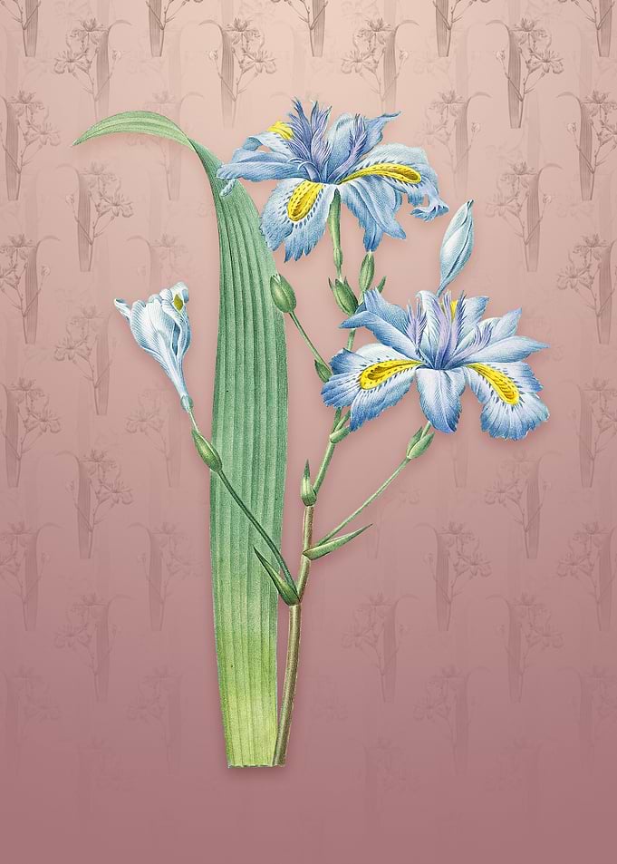 Butterfly Iris Fimbriata
