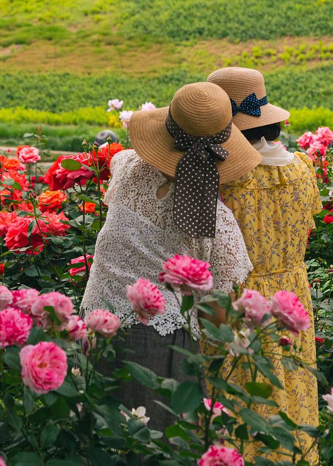 Seoul Rose Festival