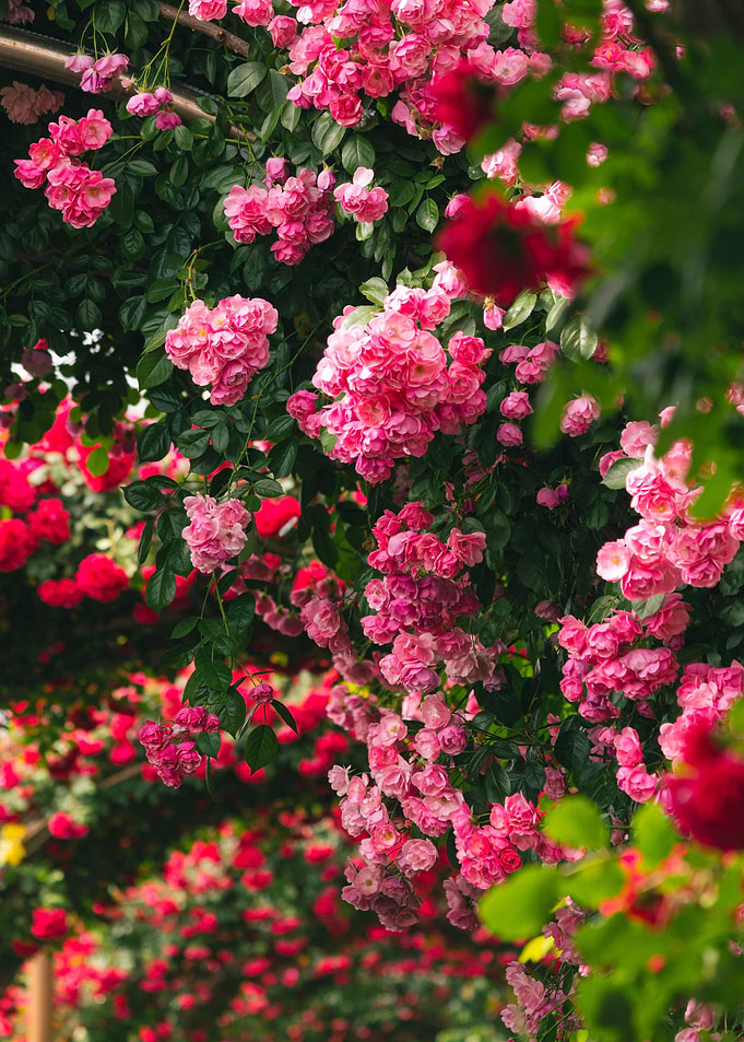 Seoul Rose Festival