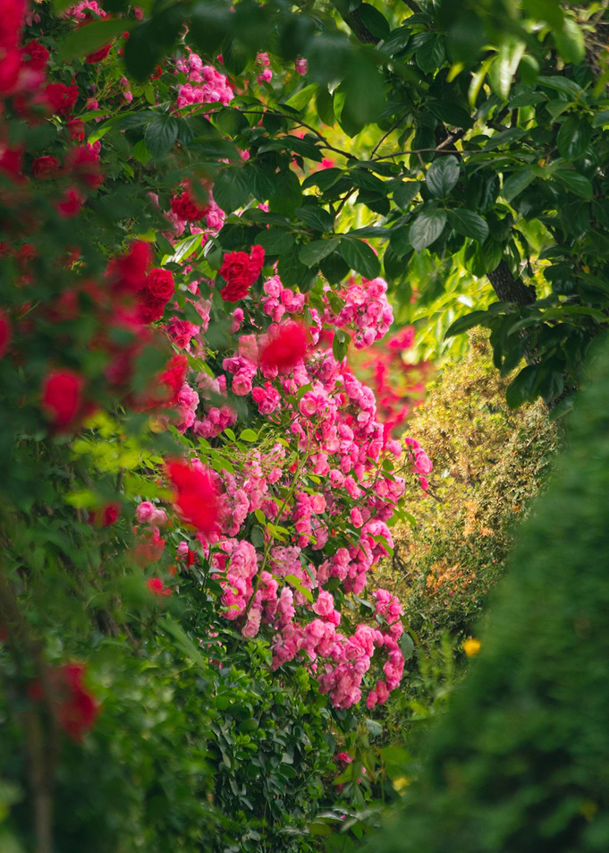 Seoul Rose Festival
