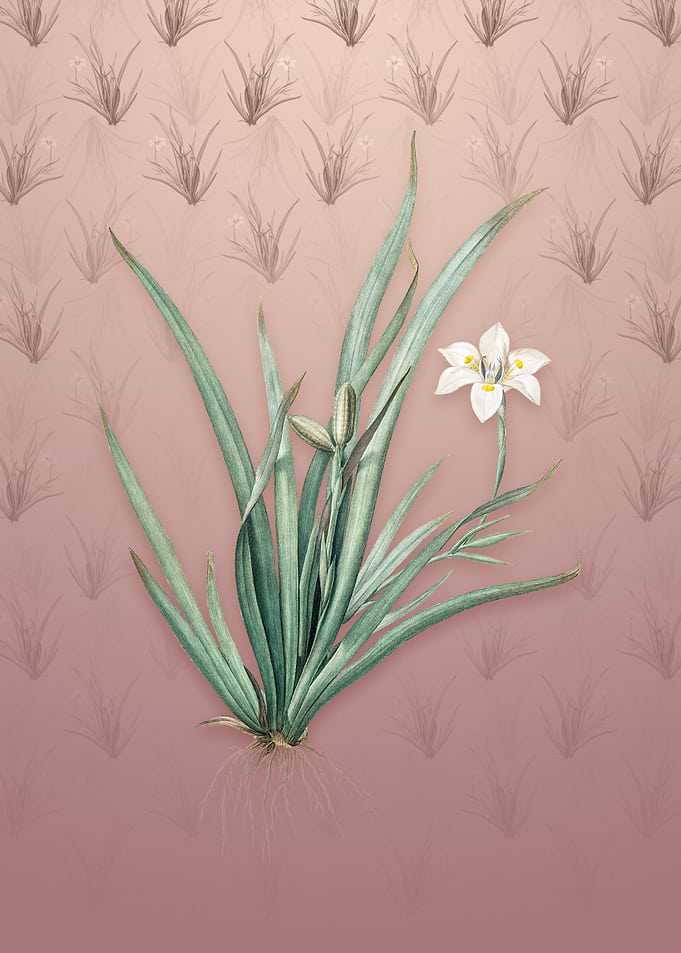 Vintage Fortnight Lily