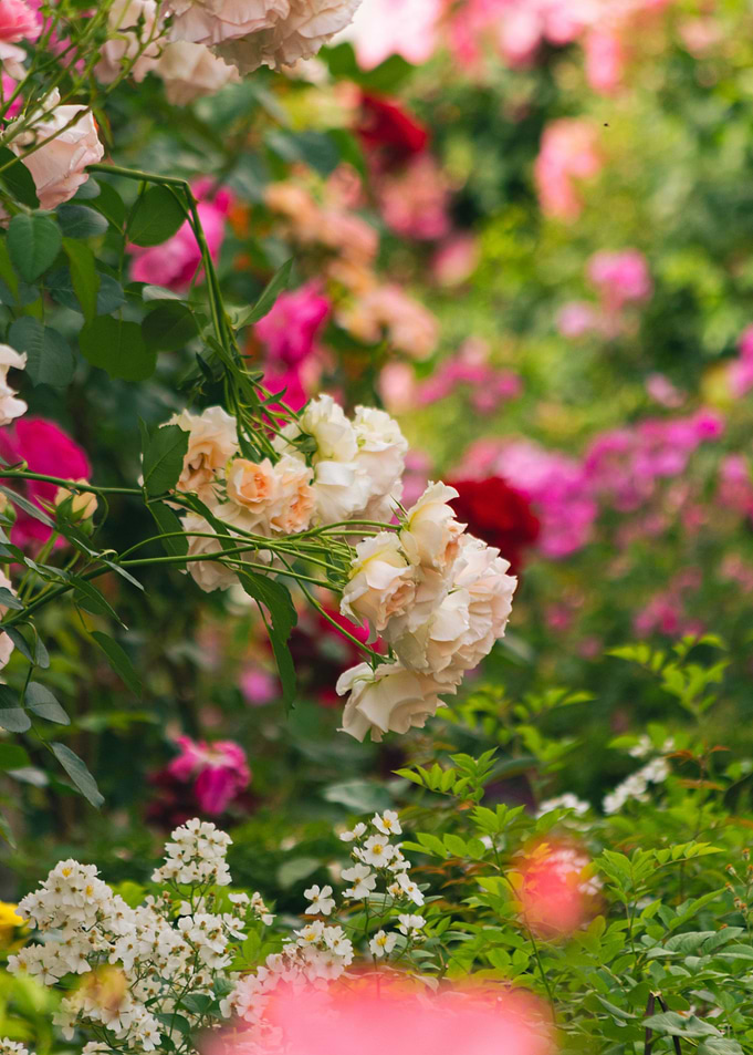 Seoul Rose Festival