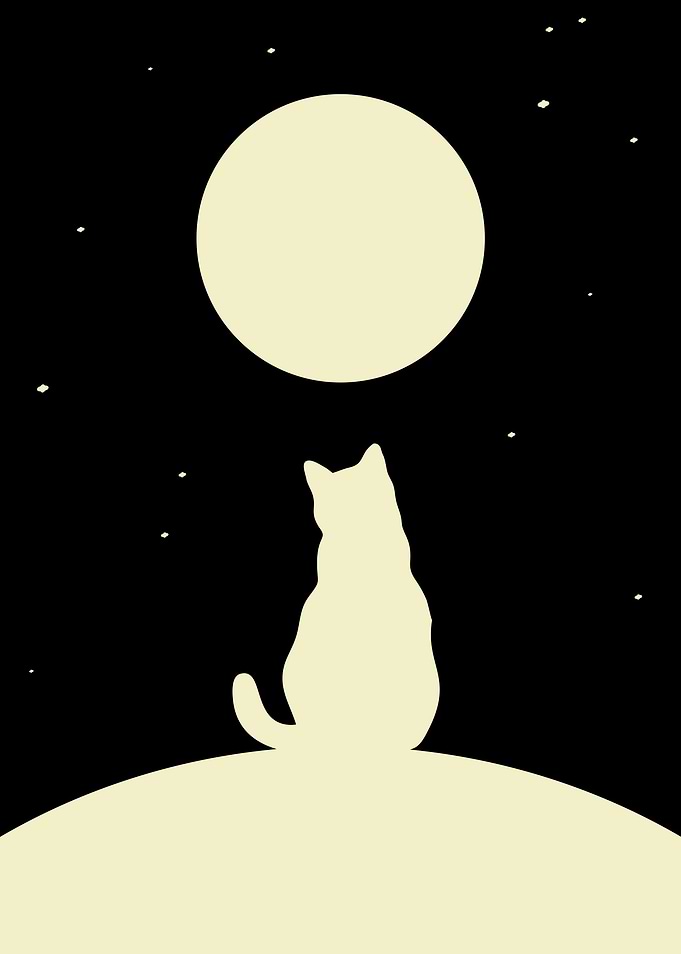 Space Cat