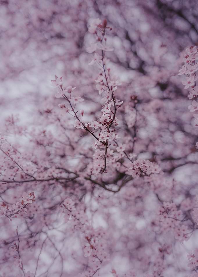 Sakura Cherry blossoms
