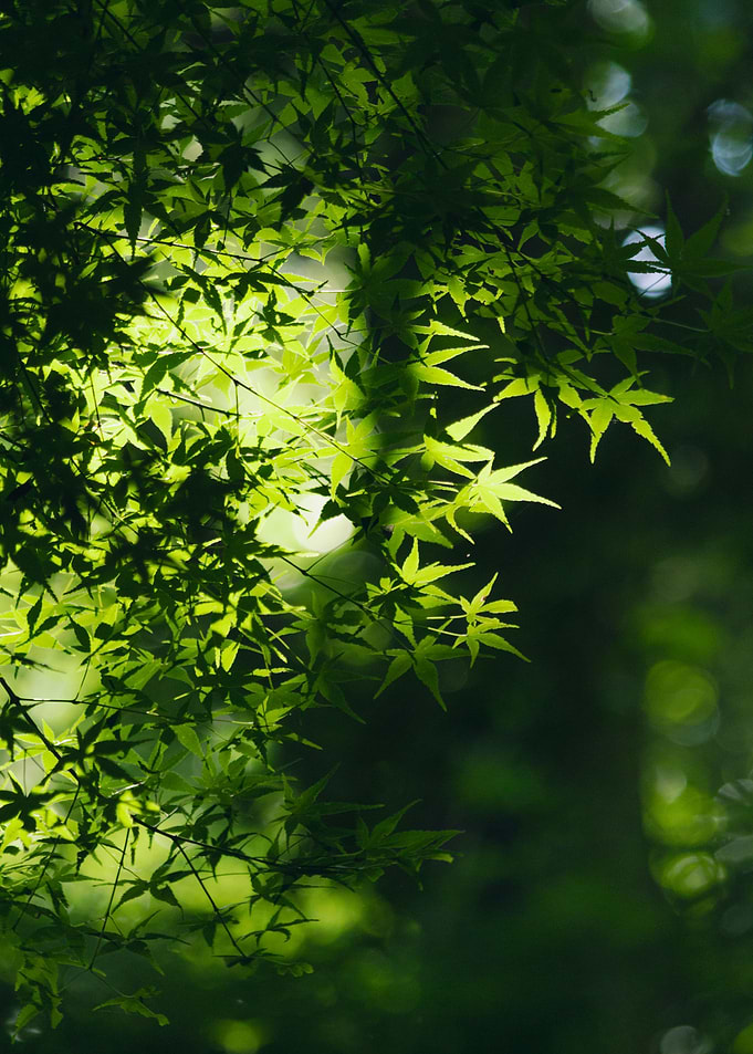 Summer in Seoul