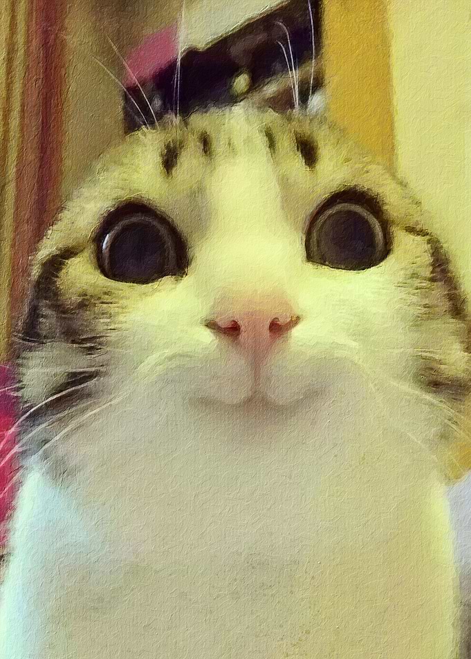Cat meme