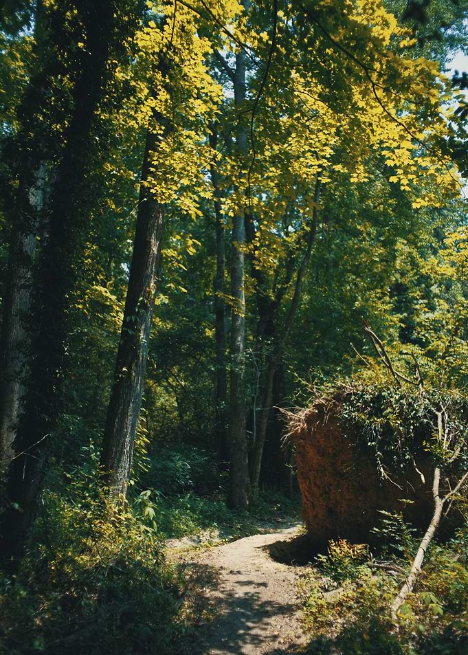 Lost in the Woods